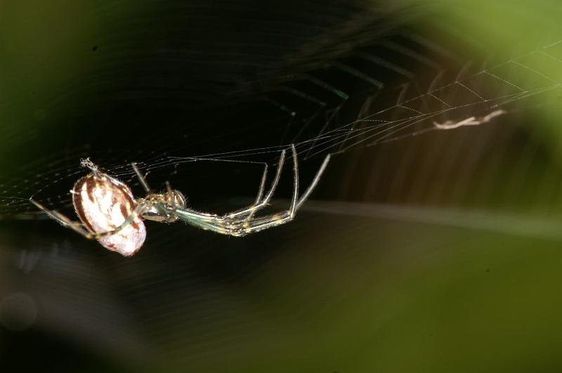 Leucage_granulata_D5546_Z_87_Wellington Point Esplanada_Australie.jpg